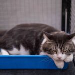 Why Do Cats Lay on Your Chest