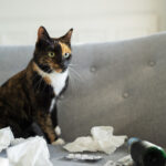 can cats tell when you're sick