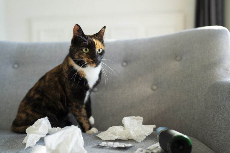can cats tell when you're sick