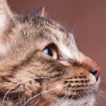 Why Do Cats' Eyes Dilate