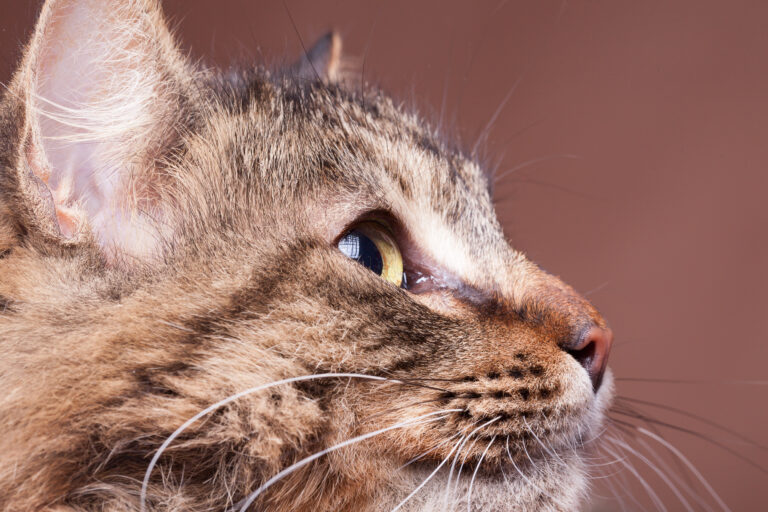 Why Do Cats' Eyes Dilate