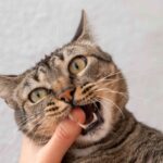 why do cats like chin scratches