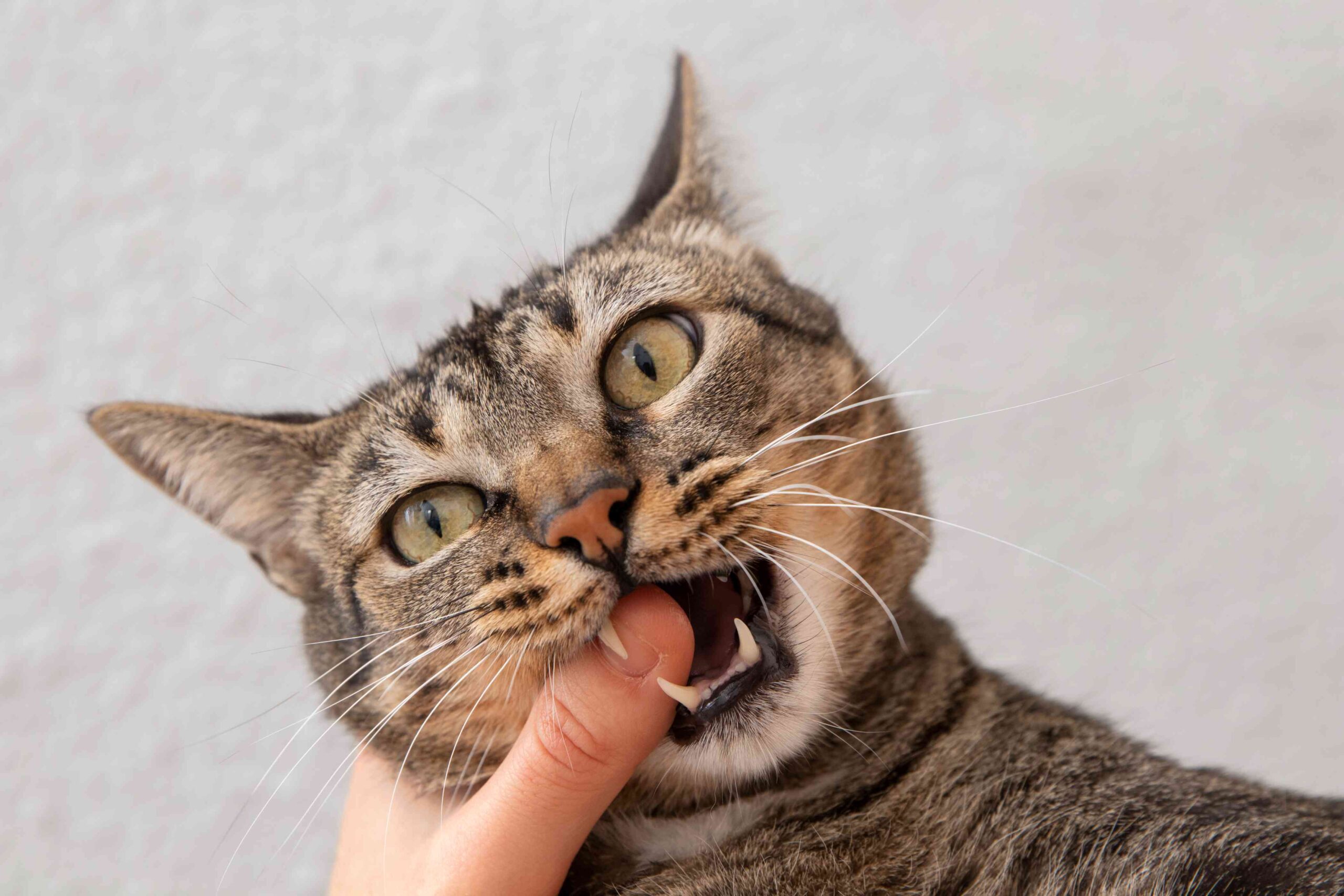 why do cats like chin scratches