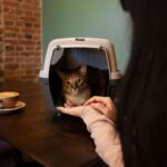 How Do Cats See the World